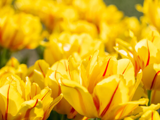 Natural spring background with blooming tulips. Beautiful perennial yellow flowers in bloom among green leaves.