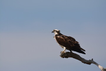 Fototapeta premium Osprey on it's perch