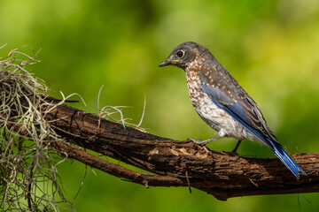 Juvenile Eastern bluebird
