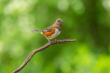 Eastern Towhee