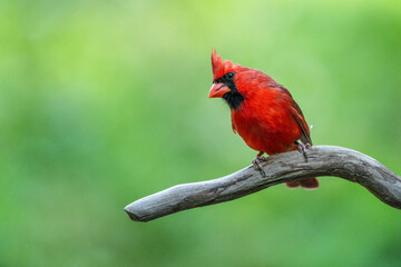 Northern cardinal