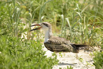 Juvenile Black Skimmer