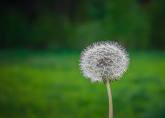 White dandelion on a green background close up with copy space