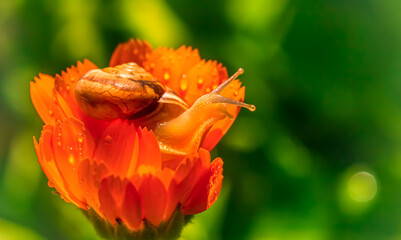 Cute snail in an orange flower on a green background close up © Yuliya