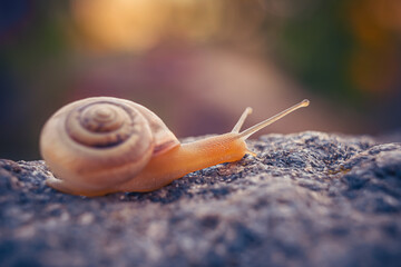 Cute snail crawling on the stone