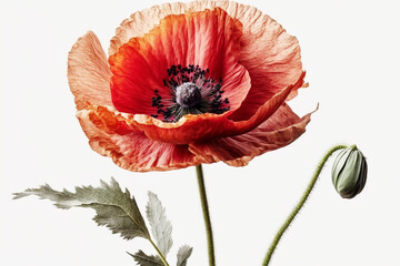 Red poppy flower on white background. Template, mockup for postcard invitation, copy space. Illustration generated by Ai Generative AI