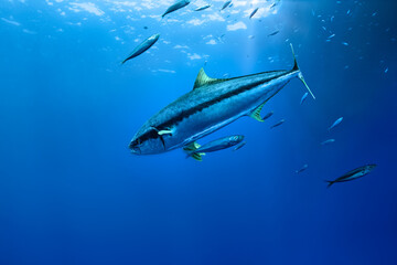 Yellowfin tuna in the clear Pacific Ocean shot from underwater