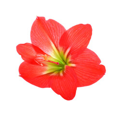 Fototapeta na wymiar Amaryllis flower Amaryllis flower on transparent png