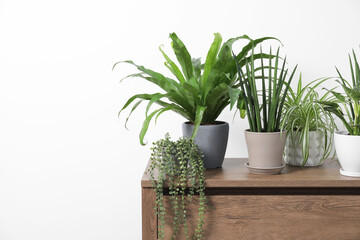 Green houseplants in pots on wooden chest of drawers near white wall, space for text