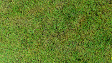 Above view of green grass. Turf ground with different types of grass combined. For background and textured.