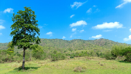 Obraz premium Landsape nature background of big tree on the green grass hill. Background of the forest and the great high mountains. Under blue sky and white clouds.