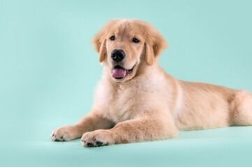Golden retriever puppy dog posing in the studio by a light blue background