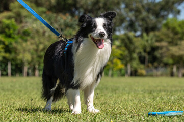 Naklejka na ściany i meble Border Collie dog on the leash at the park sticking out the tongue posing on the grass 