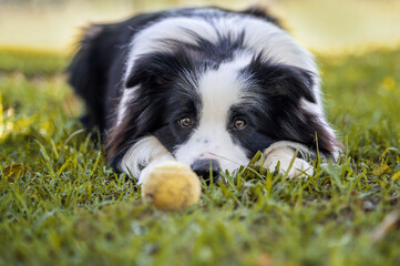 Border Collie dog lying down on the grass playing with a ball looking at the camera 