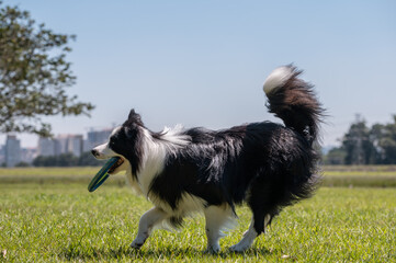 Border Collie dog at the park running on the grass and playing with toy 