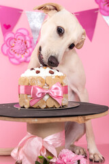 Mixed breed dog in the studio wearing pink birthday hat eating a cake and a party decoration in pink