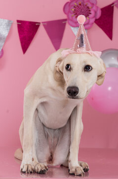 Mixed breed dog in the studio wearing pink birthday hat eating a cake and a party decoration in pink