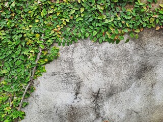 Concrete wall with ornamental plants or ivy or garden tree.