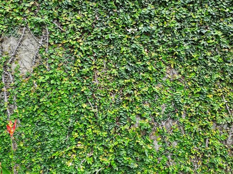 Natural Green leaves wall background. hedge ivy background. foliage of green plants. Panoramic ivy green wall surface for decoration design. Ivy Growing On Wall