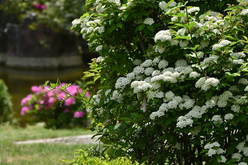Reeves spirea ( Spiraea contoniensis ) flowers. Rosaceae deciduous shrub native to China. Blooms from April to May.
