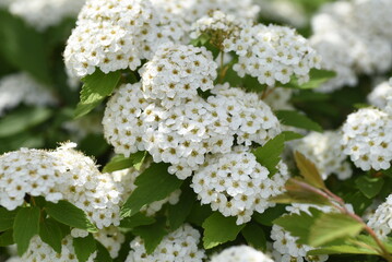 Reeves spirea ( Spiraea contoniensis ) flowers. Rosaceae deciduous shrub native to China. Blooms from April to May.