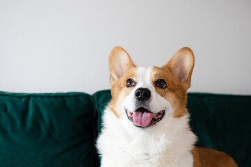 Portrait of a gorgeous purebred Welsh Pembroke Corgi dog on the green couch