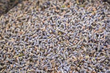 優しい香りが漂うラベンダーポプリ