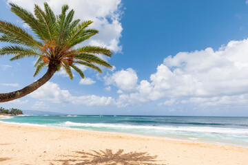 Fototapeta na wymiar Palm tree on the beach. Seascape with palm trees and blue sky