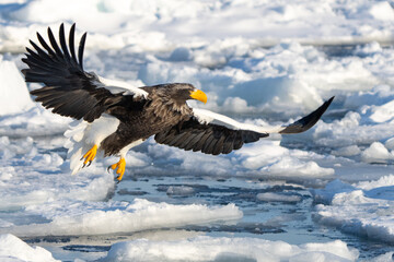 Steller's Sea Eagles Hunting for Fish in Hokkaido Japan in Winter © Jeff Huth