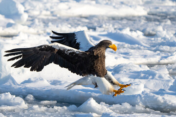 Steller's Sea Eagles Hunting for Fish in Hokkaido Japan in Winter