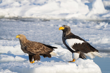 Steller's Sea Eagles Hunting for Fish in Hokkaido Japan in Winter