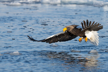 Steller's Sea Eagles Hunting for Fish in Hokkaido Japan in Winter