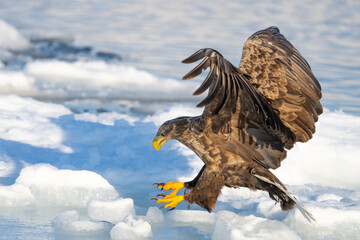 White Tailed Eagle in Flight Over Drift Ice in Hokkaido Japan in Winter