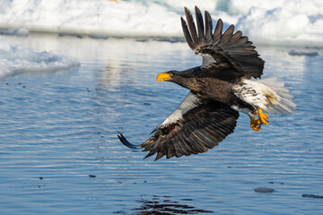 Steller's Sea Eagles Hunting for Fish in Hokkaido Japan in Winter
