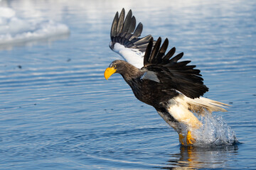 Steller's Sea Eagles Hunting for Fish in Hokkaido Japan in Winter