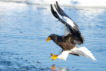 Steller's Sea Eagles Hunting for Fish in Hokkaido Japan in Winter