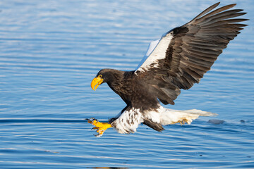 Steller's Sea Eagles Hunting for Fish in Hokkaido Japan in Winter