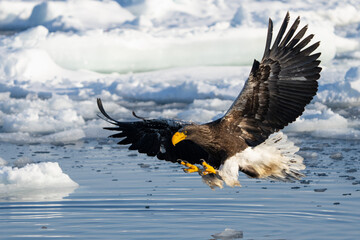 Steller's Sea Eagles Hunting for Fish in Hokkaido Japan in Winter
