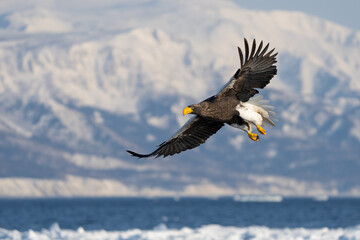 Steller's Sea Eagles Hunting for Fish in Hokkaido Japan in Winter