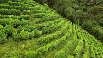 AERIAL: Lush green plantation field on a steep slope in the middle of rainforest. Cultivated farming area in favourable mountainous and tropical climate for production of high-quality coffee and tea.