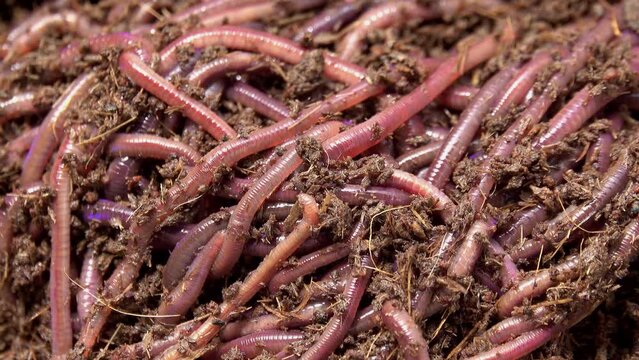 Group of worm crawling on the dirt