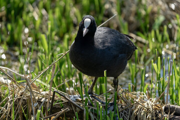The Eurasian coot (Fulica atra) stands in the grass.