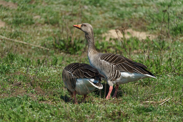 Naklejka na ściany i meble Pair of greylag goose or graylag goose (Anser anser) on a green lawn.