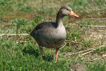 The greylag goose or graylag goose (Anser anser) on a green lawn.