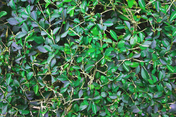 Natural green leaves texture background. 