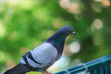 公園の手すりに止まる鳩