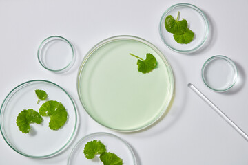 Some petri dish containing fresh gotu kola leaves and liquid on white background. For the creation...