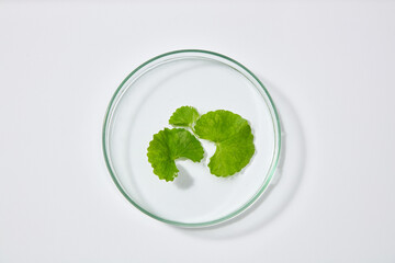 Template for branding cosmetics from gotu kola ingredient - Glass petri dish with gotu kola leaves...