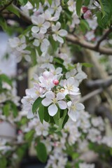 apple tree in Hirosaki Aomori JAPAN