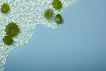 Gotu kola leaves put on transparent acrylic sheet. Blue acrylic sheet with empty space for organic...